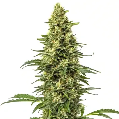 CBD Sour Lemon (1:1) - Seeds Pack: 9-seeds