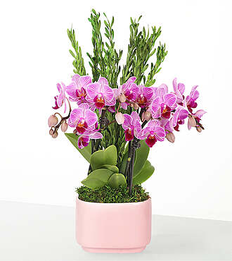 Tropical Romance Mini Orchid Garden - FedEx