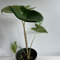 Alocasia Zebrina Reticulata 4\