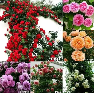 200pcs Climbing Rose Seeds Mixed Colors Fast-Growing Vine Roses for Outdoor Planting Long-Blooming Perennial Flower Seeds