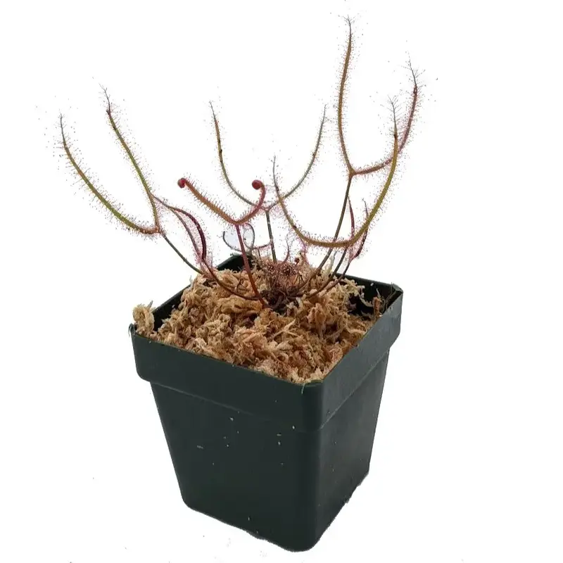 Forked Leaf Sundew - Drosera binata - Bug-Eating Carnivorous Plant - Live Arrival - 3.5 Pot - Predatory Plants