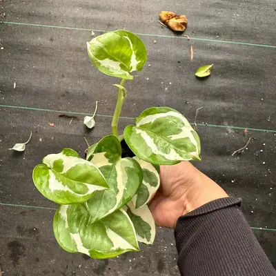 2” Pothos N JOY indoor or shade