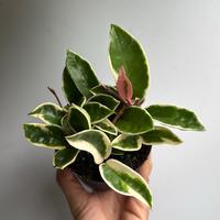 Hoya Krimson Queen 4\