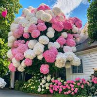 Perennial Mixed Hydrangea Seeds 50+ Flower Plant for Home Gardens Outdoor Colorful Decor Decorative Fruit Pack Floral Gift Or...