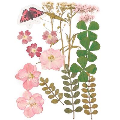 Pressed Dried Flowers