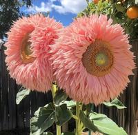 100pcs Rare Giant Teddy Bear Sunflower Seeds – Fluffy, Bold, and Easy to Grow for a Stunning Garden Display