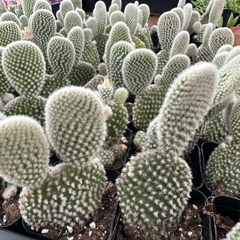 2” Polka Dot Cactus Opuntia Microdasys cactus