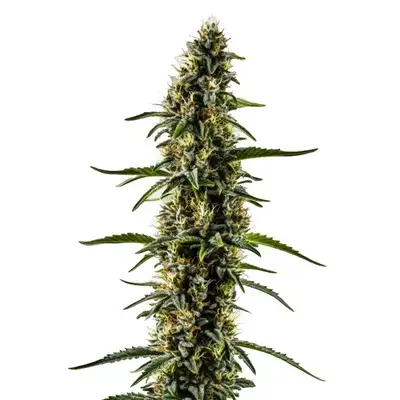 CBD Kush (1:1) - Seeds Pack: 100-seeds