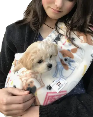 Duke's Digs Original Critter Cuddler-Small Animal WFH Bonding Sling-Handsfree Carrier Pouch for Small Dog Cat Hedgehog Puppy ...