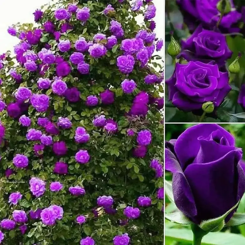 200PCS Purple Rose Seeds – Perennial Colorful Climbing Vines for Garden & Bonsai – Easy-to-Grow Outdoor Rose Plants for S...