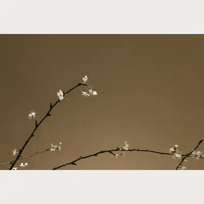 Branches and Blossoms - 6 | Size: 32
