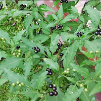 RARE SEEDS 100  Hierba Mora Macuy Black Nightshade Solanum Nigrum Seeds
