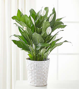 A New Leaf Peace Lily
