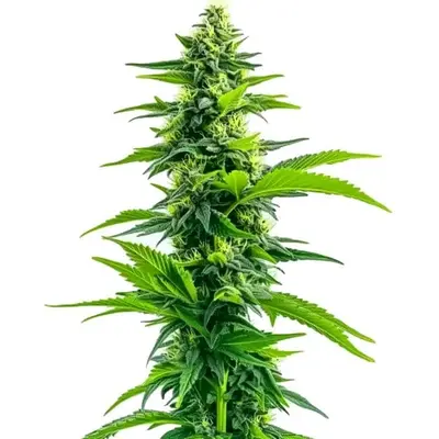 Acapulco Gold - Seeds Pack: 1-seed