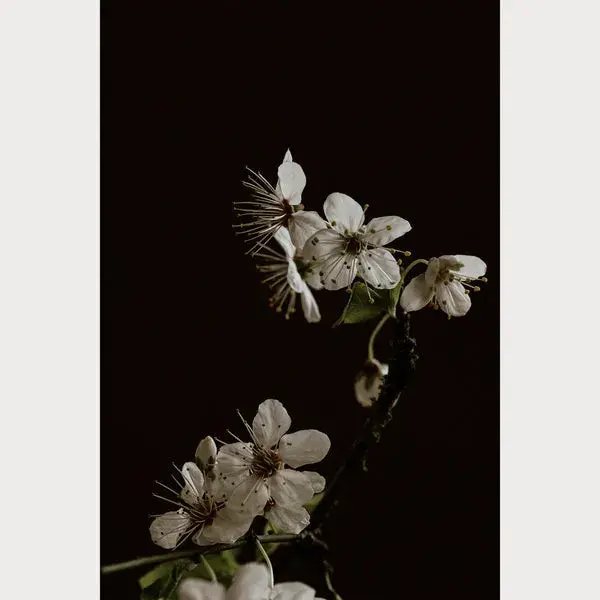 Branches and Blossoms - 3 | Size: 16