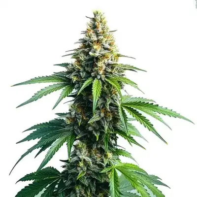 Afghan Kush - Seeds Pack: 25-seeds