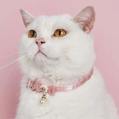 Bowknot Faux Pearl Decor Pet Collar, Adjustable Pet Accessories For Small Dogs & Cats