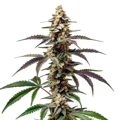 Purple Punch F1 - Seeds Pack: 50-seeds