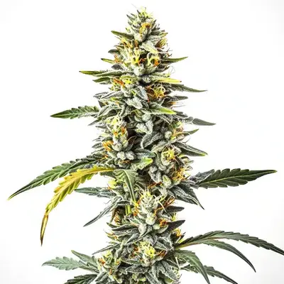 CBD Cheese (1:1) - Seeds Pack: 50-seeds
