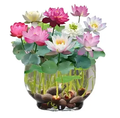20 Pcs Bonsai Bowl Lotus Seeds, Water Lily Flower Plant Seed Flowering Aquatic Fresh Garden Seeds for Pond Home Planting Orna...