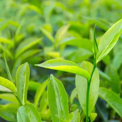 Tea Tree Pure Essential Oil - 17mL & 60mL sizes | Fair Trade + Ethically Sourced | Size: 17mL