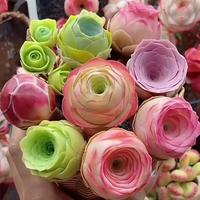 1000 Pcs Mixed Colors Succulent Rose Rare Succulent Plant Seed Group Multi-Headed Wine Glass Rose Office Desktop Good to Keep...