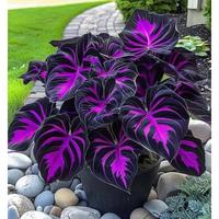 Rare Hosta Flower Seeds for Perennial Shade Garden Ornamental Foliage for Landscaping Outdoor