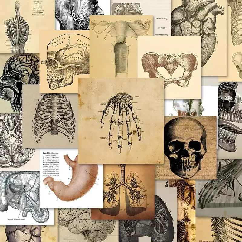 Human Anatomy Pattern Sticker, 54pcs/set Waterproof Self Adhesive Decor Sticker for Gift Greeting Card Water Bottle Laptop Ph...