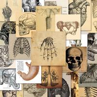 Human Anatomy Pattern Sticker, 54pcs/set Waterproof Self Adhesive Decor Sticker for Gift Greeting Card Water Bottle Laptop Ph...