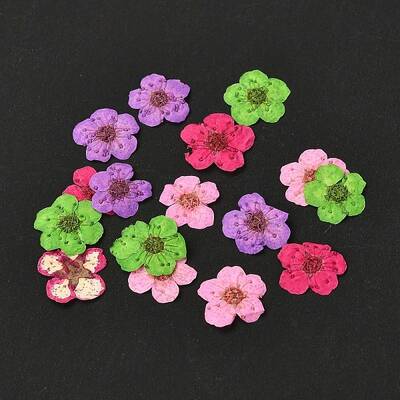 Narcissus Embossing Dried Flowers
