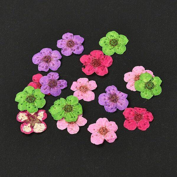 Narcissus Embossing Dried Flowers