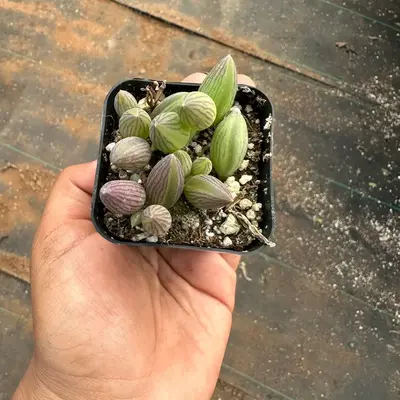 2” pot string of watermelons plant succulent