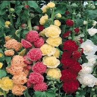 200pcs Double Hollyhock Seeds ‘Radiant Rose' - Mixed Colors, Non-GMO Heirloom, Hardy Biennial for Vibrant &Tall Blooms