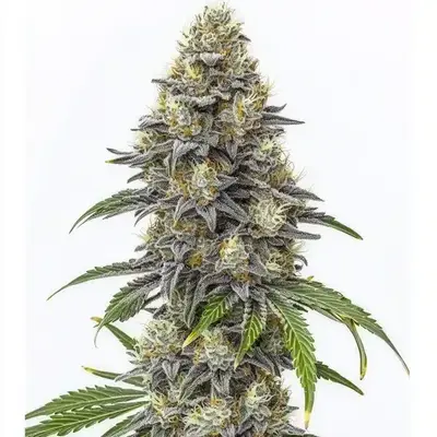 Amnesia Lemon Cake Boom Regular - Seeds Pack: 9-seeds