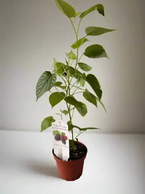 Patio Fruits Live Mulberry Plant Morus Nigra Dwarf Everbearing Container Garden Easy Care for Zones 5-10 Summer Outdoor Plant...