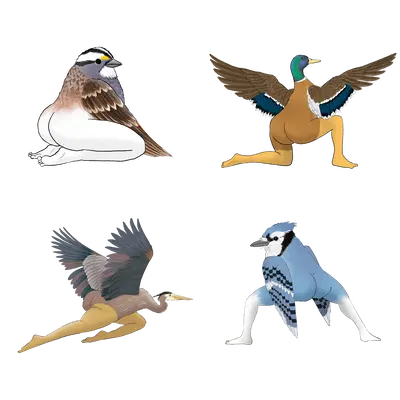Precise Bird Stickers for Expert Birders (4-Pack) - 2024 First Edition funny sticker office decor
