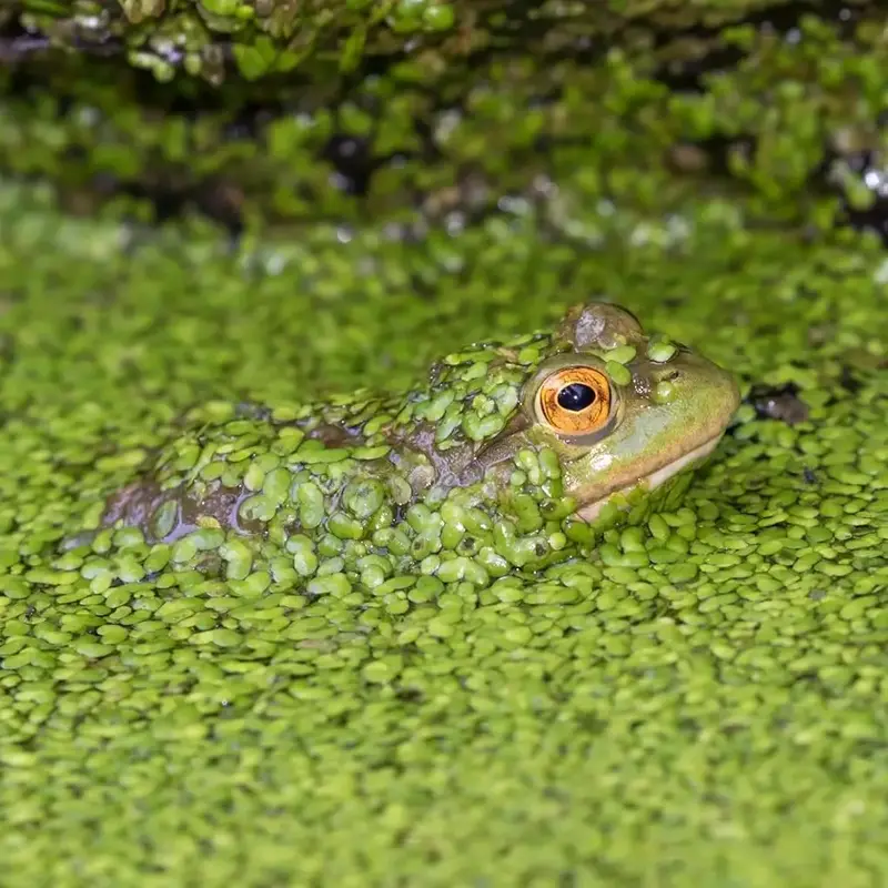1,500 Duckweed Plants Lemna Minor for Aquarium Koi Pond Aquascape Protein-Rich Food for Fish Ducks & Water Pets Nutrient Mana...
