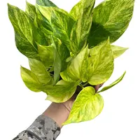 Pothos Neon queen  6\