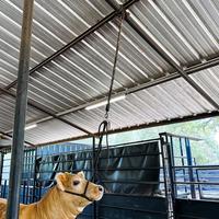 Big Bungee Cattle Training Aid - Keeps Head Up