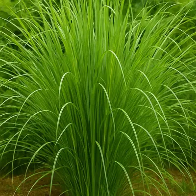 CZ GRAIN 100 Elephant Grass Seeds - Tallest Grass in The World - Ships from Iowa Made in USA - All Seasons Garden Plant for P...
