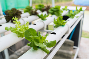 Basics of Building a Home Hydroponic Farm