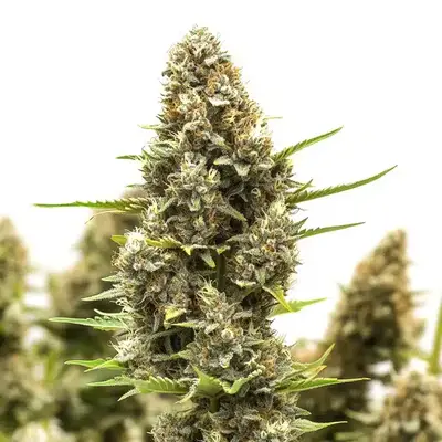 M8 - Seeds Pack: 50-seeds
