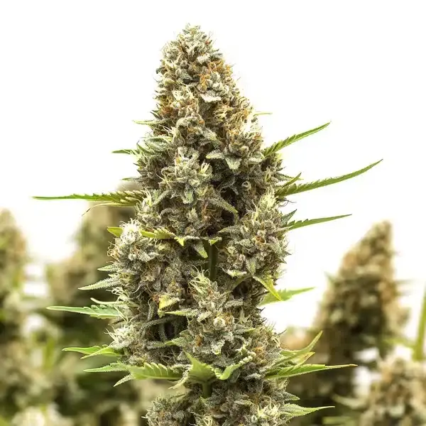 M8 - Seeds Pack: 50-seeds