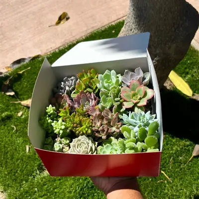 Succulent Bundle Box With 16 Plants