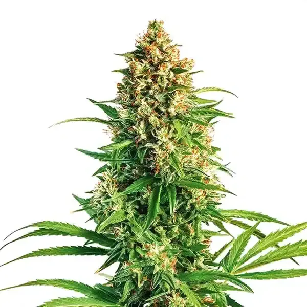 Cinderella 99 x Taskenti - Seeds Pack: 9-seeds