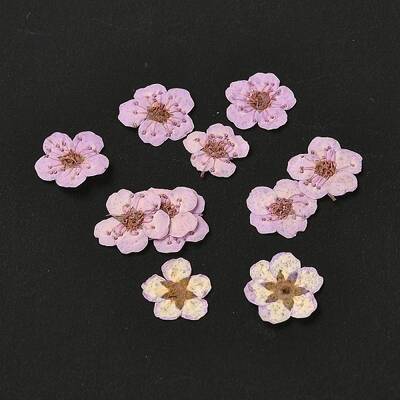 Narcissus Embossing Dried Flowers