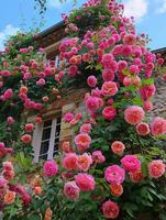 200pcs Climbing Rose Seeds for Outdoor Planting Vibrant Ornamental Flowers for Family Garden Decoration