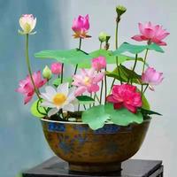 40 pcs Bowl Lotus Seeds- Ready to Plant, Ideal for Indoor & Outdoor Aquatic Gardens, Easy Growth, Minimal Care Required Plant...