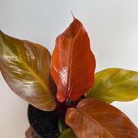 Philodendron Prince of Orange 6” pot House Plant - Unique Leaves, Easy Care Requirements, Ideal for Beginners, Indoor Home ...