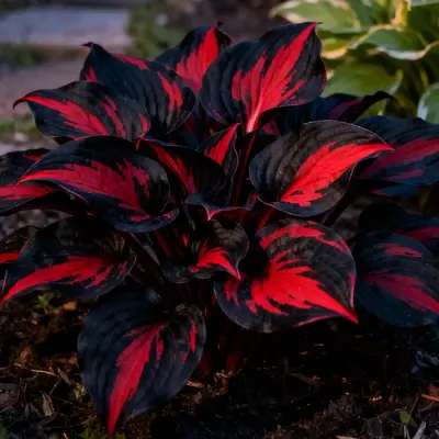 800Pcs Flower Seeds – Elephant Ear Style Foliage | Lush Shade-Loving Perennial | Perfect for Borders, Walkways & Woodland G...